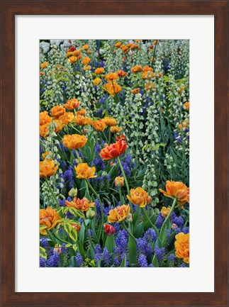 Framed Springtime Bloom Next To Chanticleer House, Chanticleer Garden, Pennsylvania Print