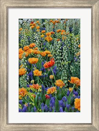 Framed Springtime Bloom Next To Chanticleer House, Chanticleer Garden, Pennsylvania Print
