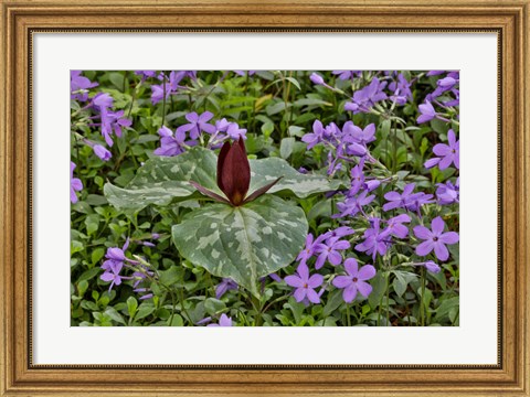 Framed Red Trillium And Blue Phlox Chanticleer Garden, Pennsylvania Print