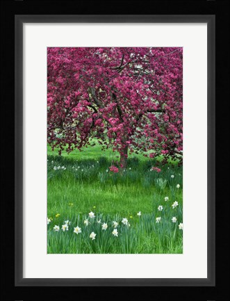 Framed Springtime Crabapple In Rose Blooming, Chanticleer Garden, Pennsylvania Print
