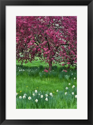 Framed Springtime Crabapple In Rose Blooming, Chanticleer Garden, Pennsylvania Print