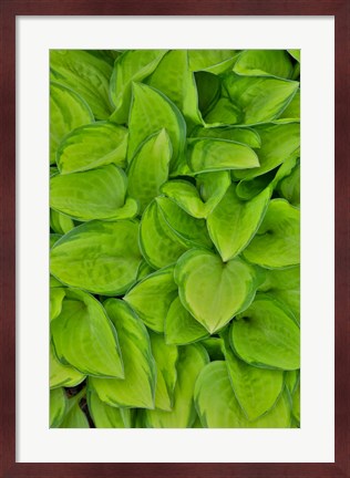 Framed Lime Green Hosta, Chanticleer Garden, Wayne, Pennsylvania Print