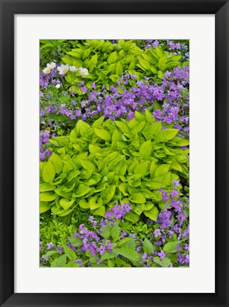 Framed Spring Colors, Chanticleer Garden, Pennsylvania 1 Print