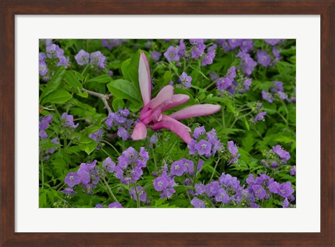 Framed Springtime, Chanticleer Garden, Pennsylvania Print