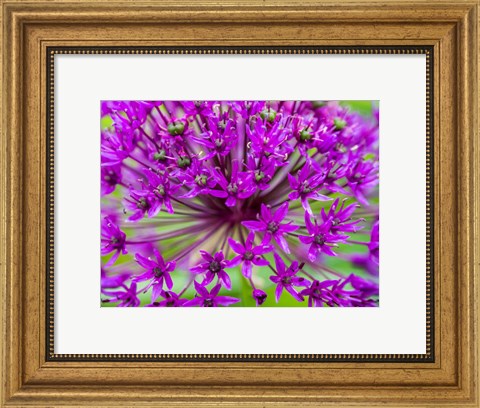 Framed Close-Up Of Flowering Bulbous Perennial Purple Allium Flowers Print