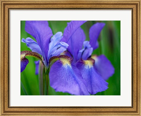 Framed Close-Up Of Purple Iris Flowers Blooming Outdoors Print