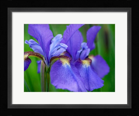 Framed Close-Up Of Purple Iris Flowers Blooming Outdoors Print