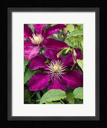 Framed Climbing Fuchsia Clematis In A Garden Print