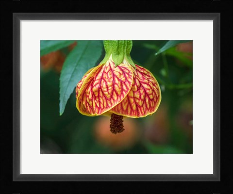 Framed Close-Up Of A Abutilon 'Red Tiger' Print