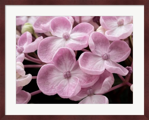 Framed Close-Up Of A Hydrangea Macrophylla &#39;Ayesha&#39;, Lilac Pink Print