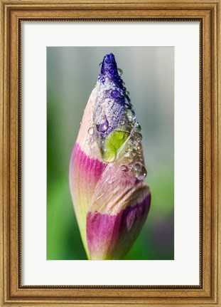 Framed Dewdrops On An Iris Bud Print