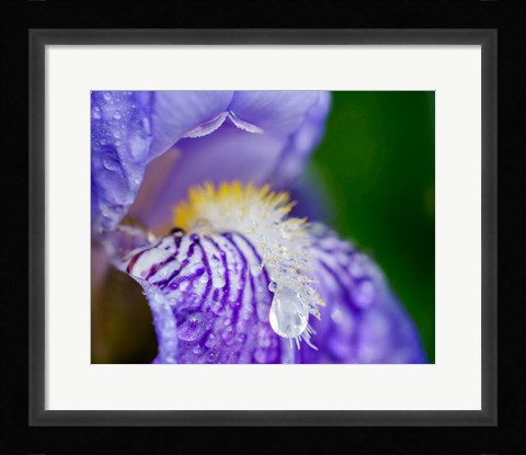 Framed Close-Up Of Dewdrops On A Purple Iris 2 Print