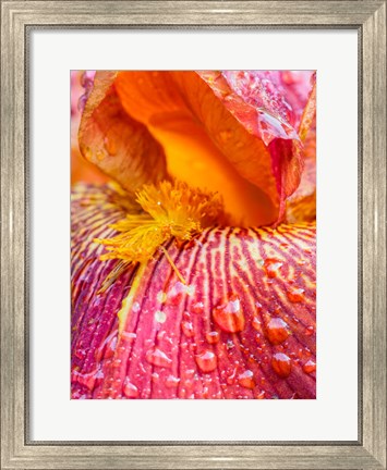 Framed Close-Up Of Dewdrops On A Pink Iris Print