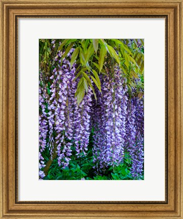 Framed Purple Wisteria Blossoms Hanging From A Trellis Print