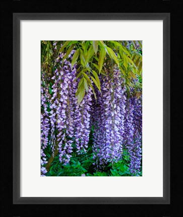 Framed Purple Wisteria Blossoms Hanging From A Trellis Print