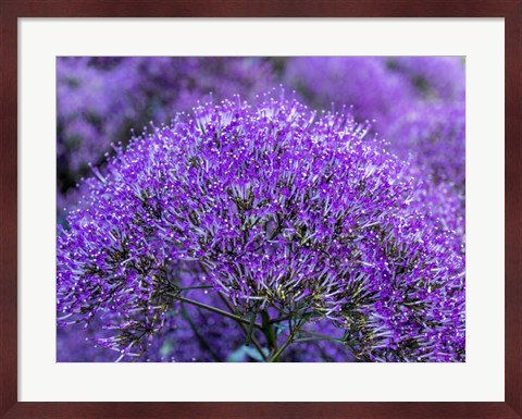Framed Close-Up Of Flowering Purple Throatwort Print