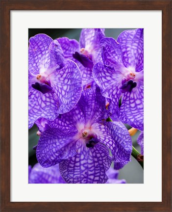 Framed Vanda Manuvadee &#39;Sky&#39; Orchid Print
