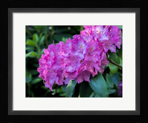 Framed Large Pink Rhododendron Blossoms In A Garden Print
