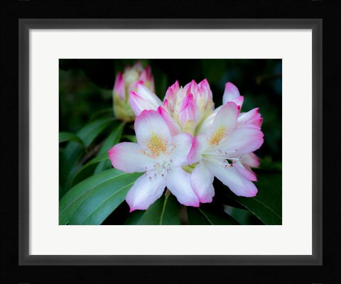 Framed Variegated Pink And White Rhododendron In A Garden Print