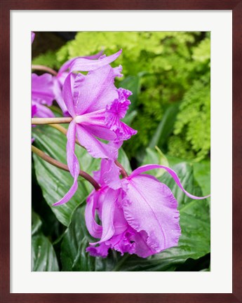 Framed Variety Of Pink Orchid Print