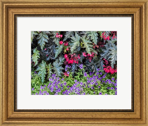 Framed Indoor Garden With A Variety Of Spring Blooming Flowers Print