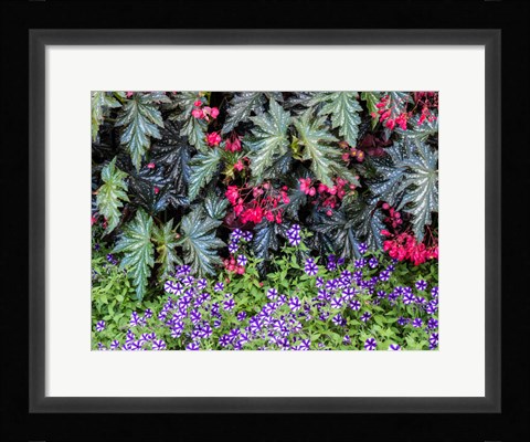 Framed Indoor Garden With A Variety Of Spring Blooming Flowers Print
