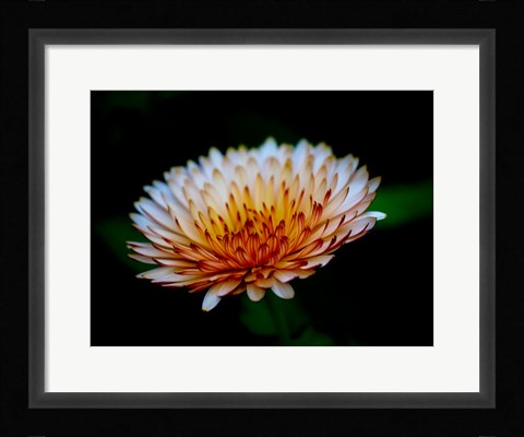 Framed Close-Up Of A Flower Print