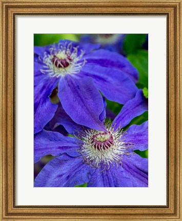 Framed Close-Up Of A Blue Clematis Print
