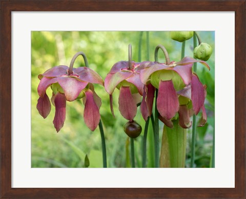 Framed Purple Flowers Of The Pitcher Plant, Sarracenia, A Carnivorous Plant Print