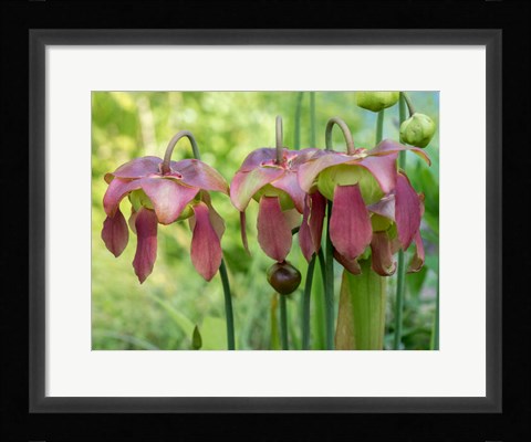 Framed Purple Flowers Of The Pitcher Plant, Sarracenia, A Carnivorous Plant Print