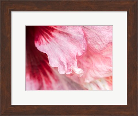 Framed Pennsylvania, Close-Up Of A Hibiscus Flower Print