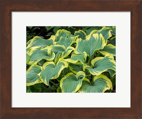 Framed Variegated Green And Yellow Hosta Print