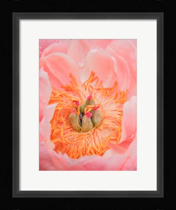 Framed Close-Up Of A Pink Peony Print