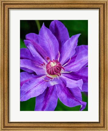Framed Close-Up Of A Clematis Blossom 2 Print