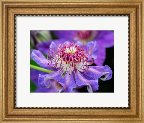 Framed Close-Up Of A Clematis Blossom Print