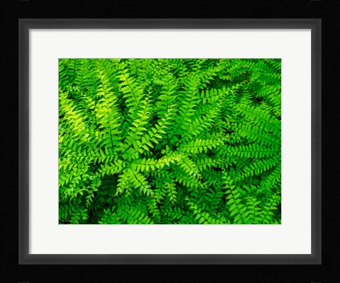 Framed Maidenhair Fern Print