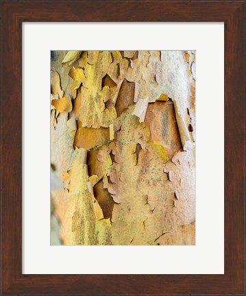 Framed Colorful Bark On A Tree In A Garden Print