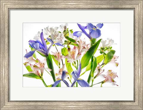 Framed Botanical I Print