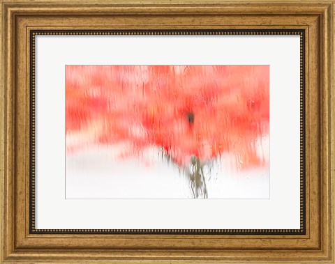 Framed Coral Window Print