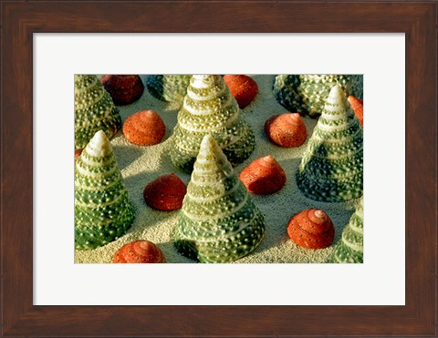 Framed Tree Shells Print