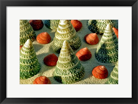 Framed Tree Shells Print
