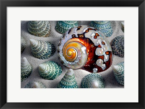 Framed Shell Spiral Print