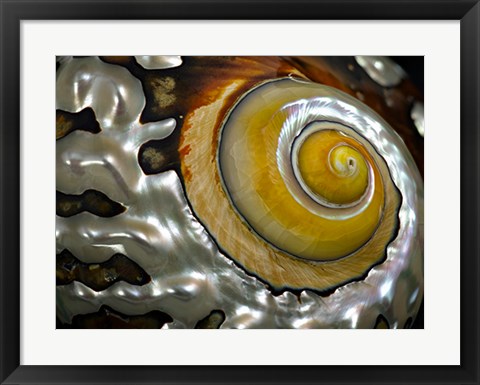 Framed Shell Spiral II Print