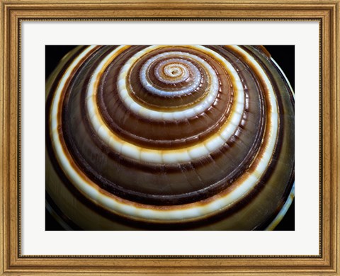 Framed Shell Spiral III Print