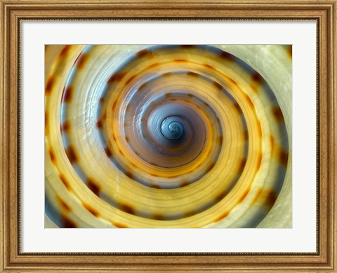 Framed Shell Spiral IV Print