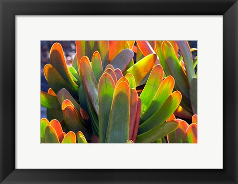 Framed Succulents II Print