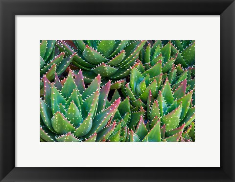 Framed Succulents III Print