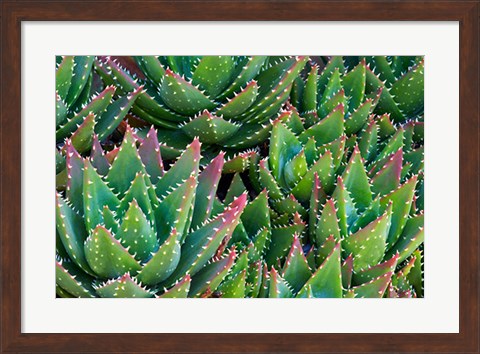 Framed Succulents III Print