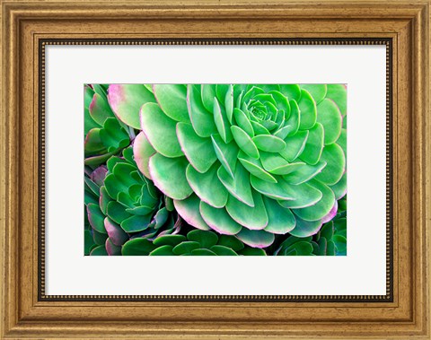 Framed Succulents IV Print