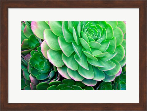 Framed Succulents IV Print